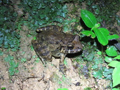 Craugastor laevissimus