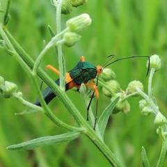 Paryphes