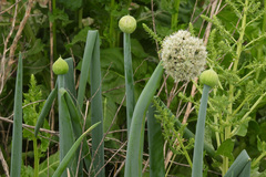 Allium cepa