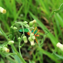 Paryphes