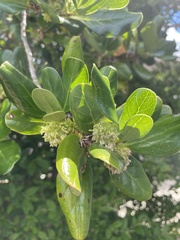 Angiospermae