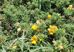 Pultenaea maritima