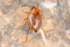 Haliplidae