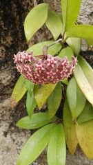 Hoya