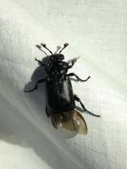 Nicrophorus nigrita