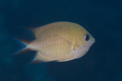 Pycnochromis amboinensis