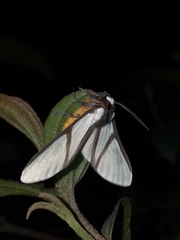 Turuptiana