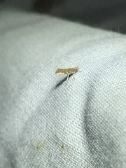 Cremastobombycia solidaginis