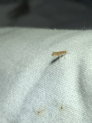 Cremastobombycia solidaginis