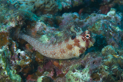 Crossosalarias macrospilus