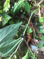 Olivensa megacephala