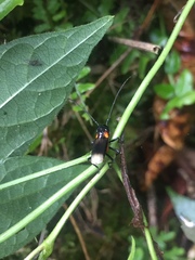 Olivensa megacephala