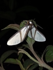 Turuptiana