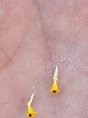 Deinandra pentactis