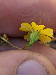 Deinandra pentactis