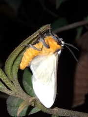 Turuptiana