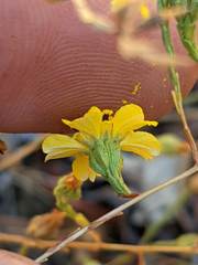 Deinandra pentactis