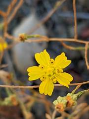 Deinandra pentactis