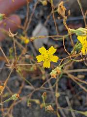 Deinandra pentactis