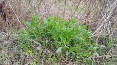 Silene dioica