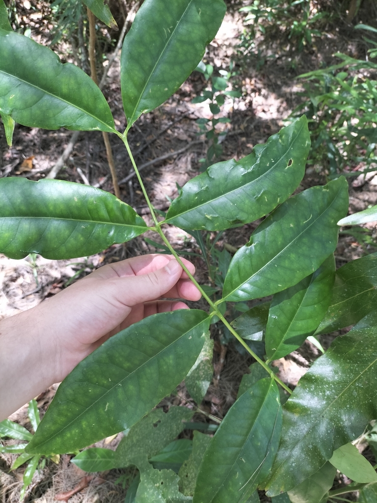 Flindersia brayleyana - council-listed tree