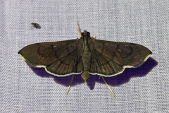 Omiodes humeralis image