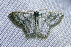 Chloropteryx opalaria