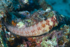 Crossosalarias macrospilus