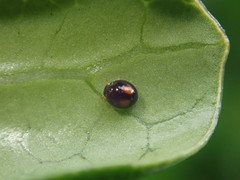 Serangium maculigerum