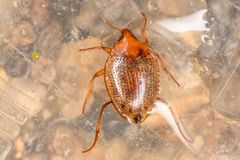 Haliplidae