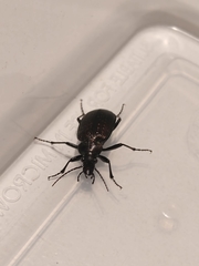 Calosoma sayi