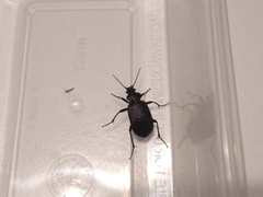 Calosoma sayi