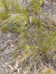 Austrostipa rudis