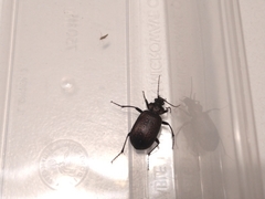 Calosoma sayi
