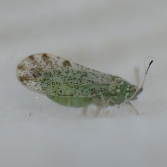 Craspedolepta martini