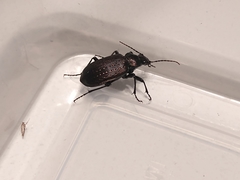 Calosoma sayi
