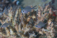 Chromis ternatensis