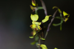 Diuris corymbosa