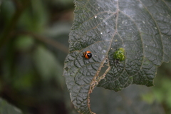 Cycloneda fryii