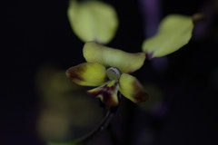 Diuris corymbosa