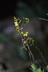 Diuris corymbosa