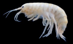 Gammarus langi