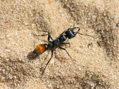 Myrmecia mandibularis