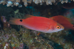 Cirrhilabrus marjorie