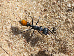 Myrmecia mandibularis