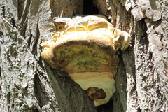 Laricifomes