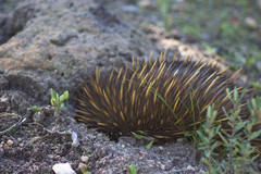 Tachyglossus aculeatus acanthion