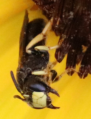 Protandrena aethiops