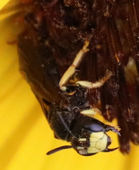 Protandrena aethiops