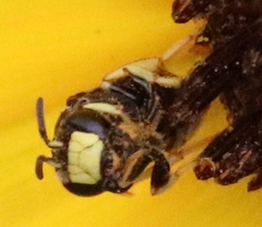 Protandrena aethiops